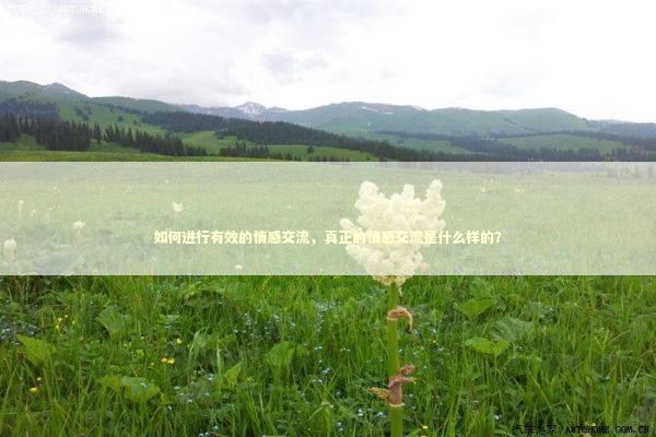 如何进行有效的情感交流，真正的情感交流是什么样的？